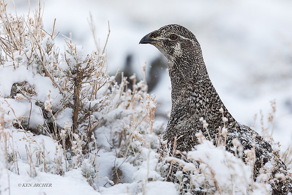 SGCO00040 - Greater Sage Grouse