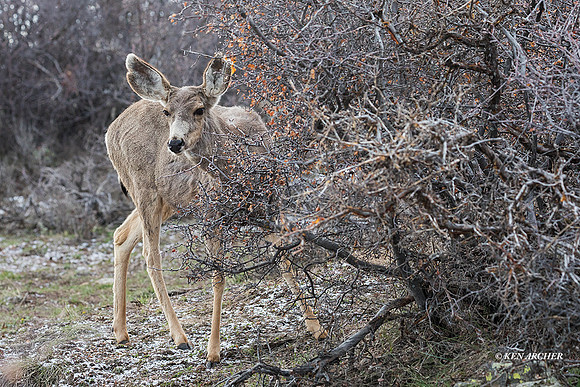 MEDR00740 - Mule Deer