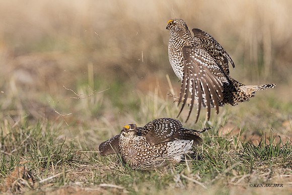 STGR01100 - Sharp-tailed Grouse