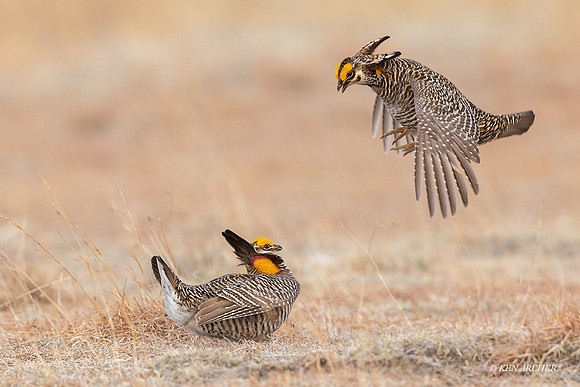 GRPC02898 - Greater Prairie Chicken