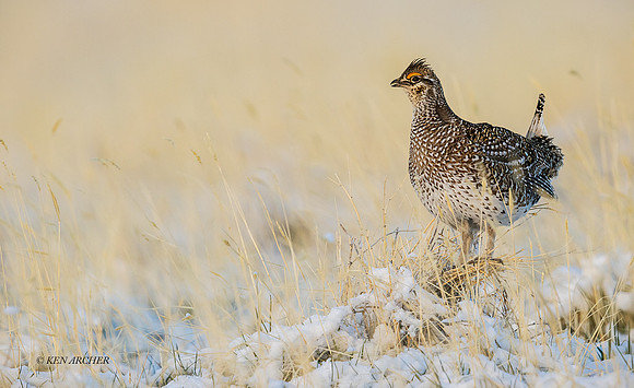 STGR01656 - Sharp-tailed Grouse