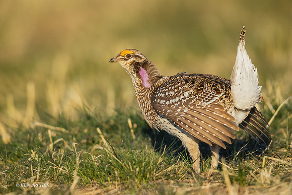 STGR01887 - Sharp-tailed Grouse