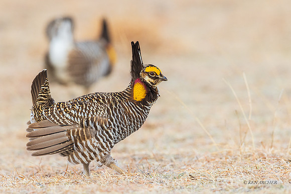 GRPC02981 - Greater Prairie Chicken