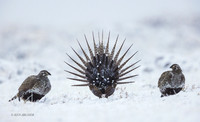 SGCO01962 - Greater Sage Grouse
