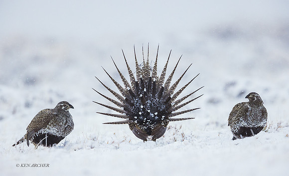 SGCO01962 - Greater Sage Grouse
