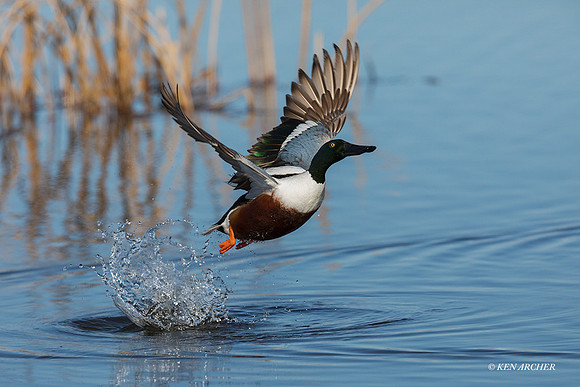 NSDK00925 - Northern Shoveler
