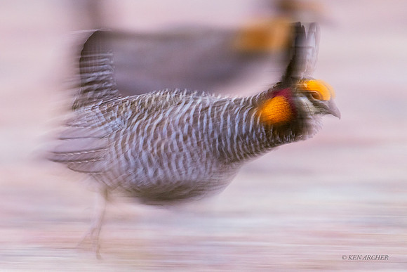 GRPC02520 - Greater Prairie Chicken