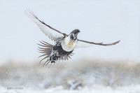 SGCO04265 _ Greater Sage Grouse