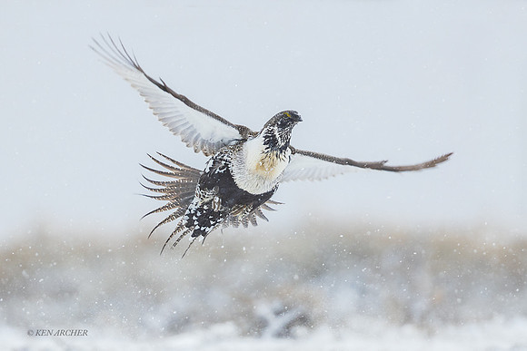 SGCO04265 _ Greater Sage Grouse