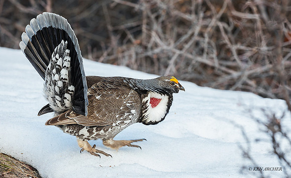 DYGC00741 - Dusky Grouse