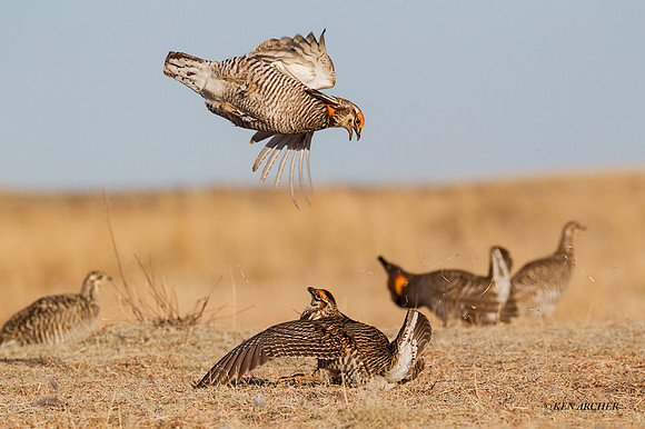 GRPC00080 - Greater Prairie Chickens