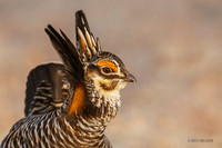 GRPC04102 _ Greater Prairie Chicken