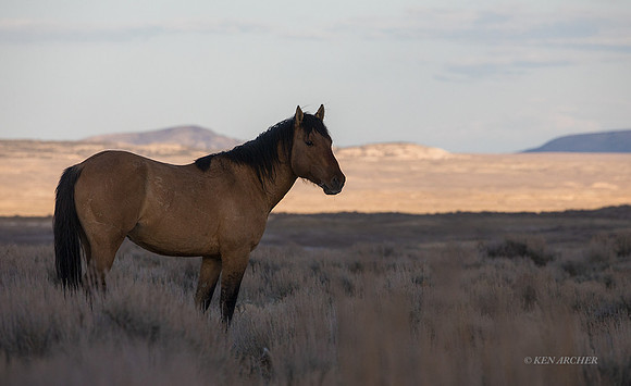 WHSB00011 - Wild Horse, Sand Wash Basin
