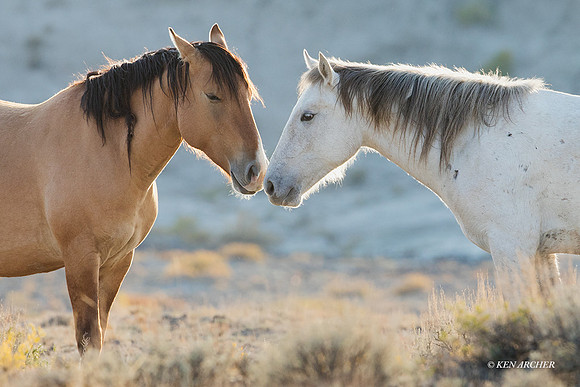 WHSB00745 - Wild Horses Sandwash Basin
