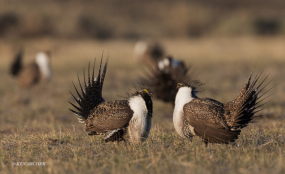 SGCO00066 - Greater Sage Grouse