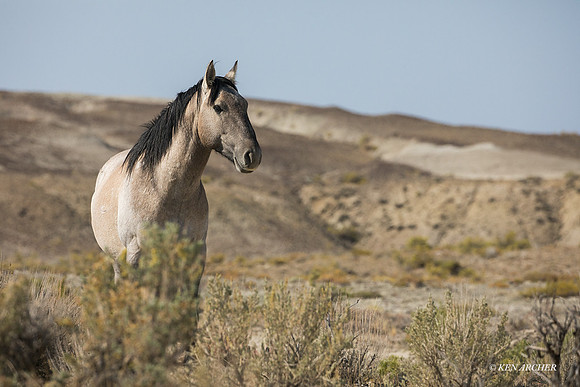 WHSB00603 - Wild Horses Sandwash Basin