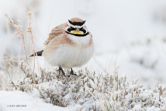 HNLK00158 _ Horned Lark