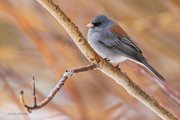 DEJC00133 - Dark-eyed Junco