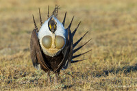SGCO01671 - Greater Sage Grouse