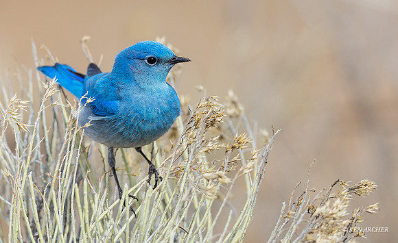 MNBD00566 - Mountain Bluebird