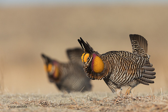 GRPC00051 - Greater Prairie Chickens