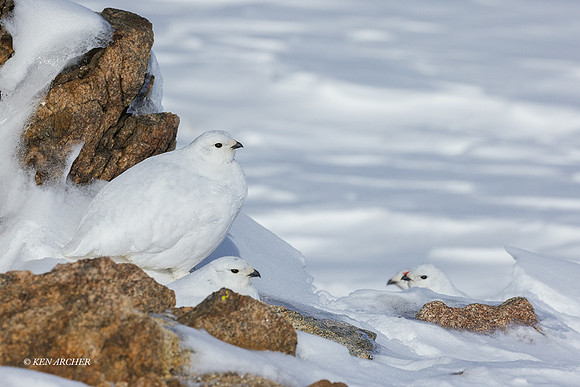 WTPM00207 - White-tailed Ptarmigan