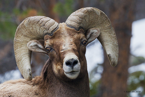 BHRM00782  Rocky Mountain Bighorn Sheep