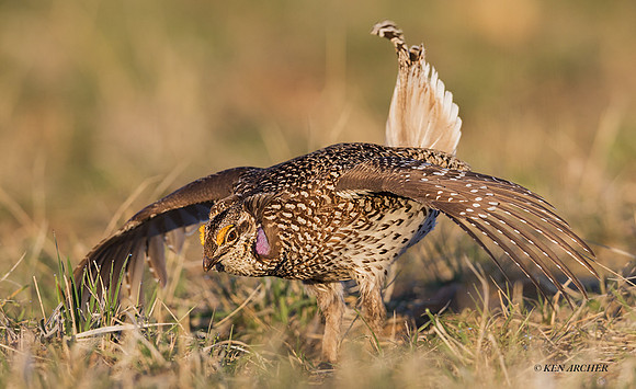 STGR01061 - Sharp-tail Grouse