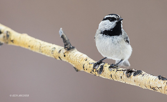 MTCH00065 - Mountain Chickadee