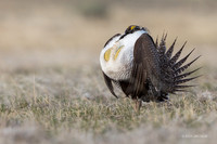 SGCO00036 - Greater Sage Grouse