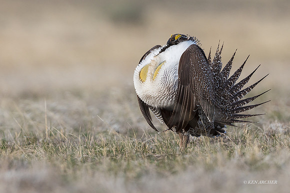 SGCO00036 - Greater Sage Grouse