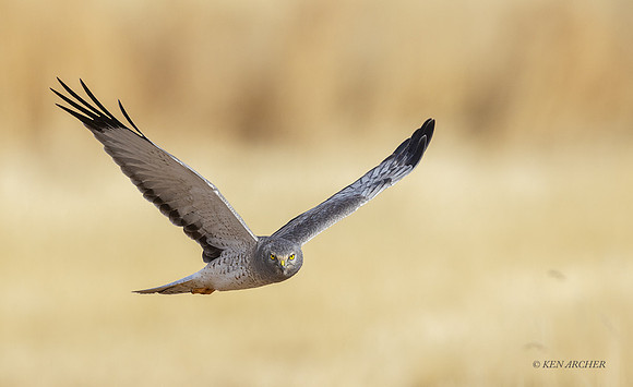 NHR01335 - Northern Harrier