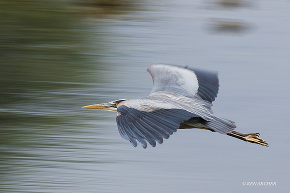 GHH00473 - Great Blue Heron