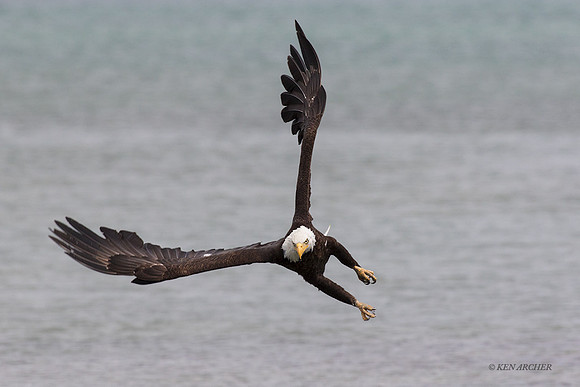 BE11103 - Bald Eagle