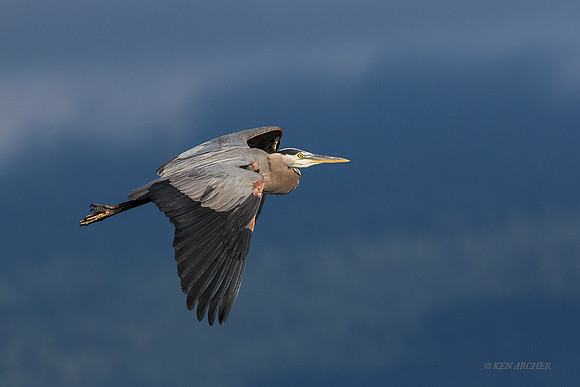 GHH00881 - Great Blue Heron