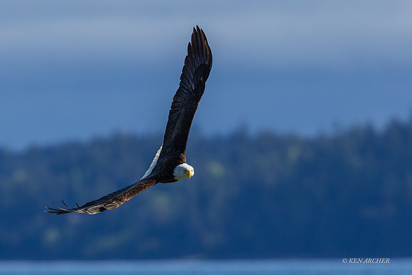 BE19065 - Bald Eagle