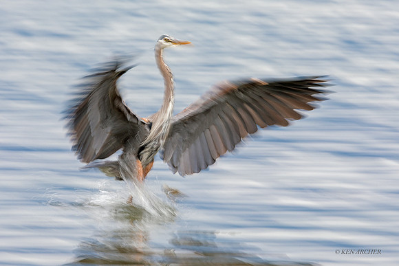 BDMN00173a - Great Blue Heron Motion Blur