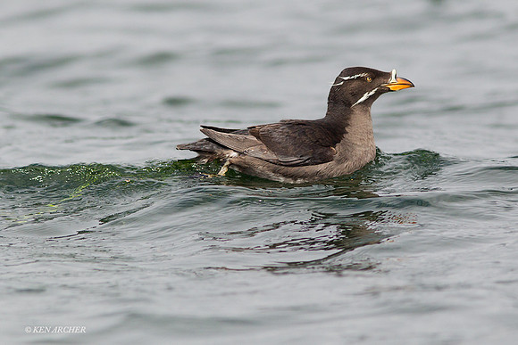 RSAT00040 - Rhinoceros Auklet
