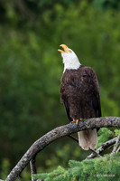 BE06616 - Bald Eagle