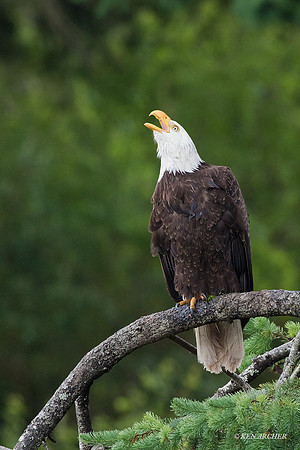 BE06616 - Bald Eagle