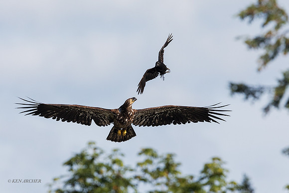 BE16353 - Bald Eagle
