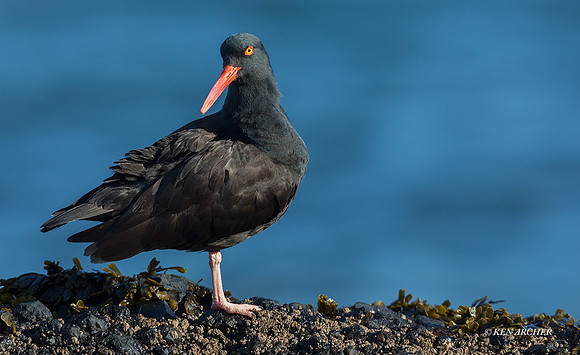 BKOC00550 - Black Oystercatcher