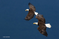 BE06206 - Bald Eagle