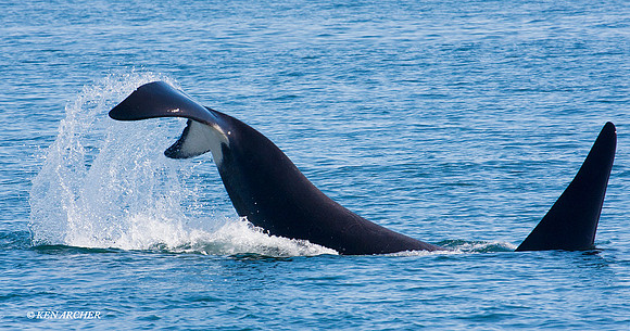 ORCA00018 Orca Whale