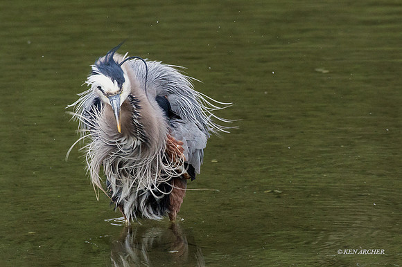 GHH00494 - Great Blue Heron