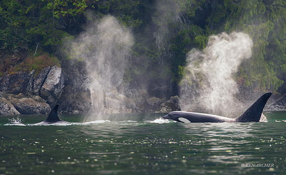 ORCA00858  - Orca Whale