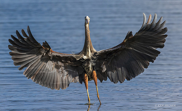 GHH01616 - Great Blue Heron