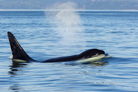 ORCA00424 - Orca Whale