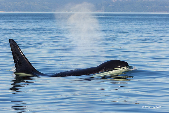 ORCA00424 - Orca Whale