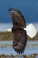 BE06171 Bald Eagle